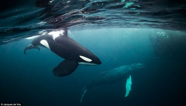 Сміливець показав зблизька небезпечних китів: приголомшливі фото - фото 182356