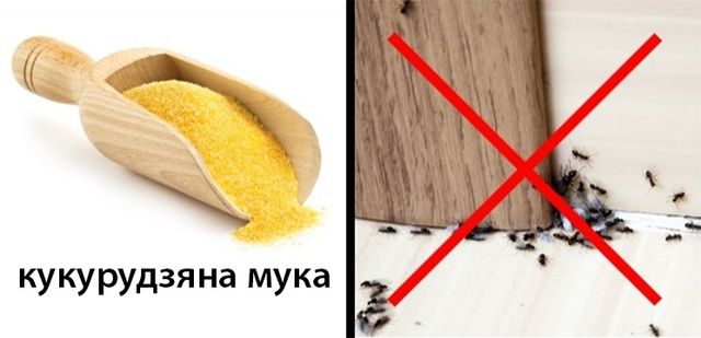 Три прості і безпечні способи позбутися від комах у будинку - фото 178510