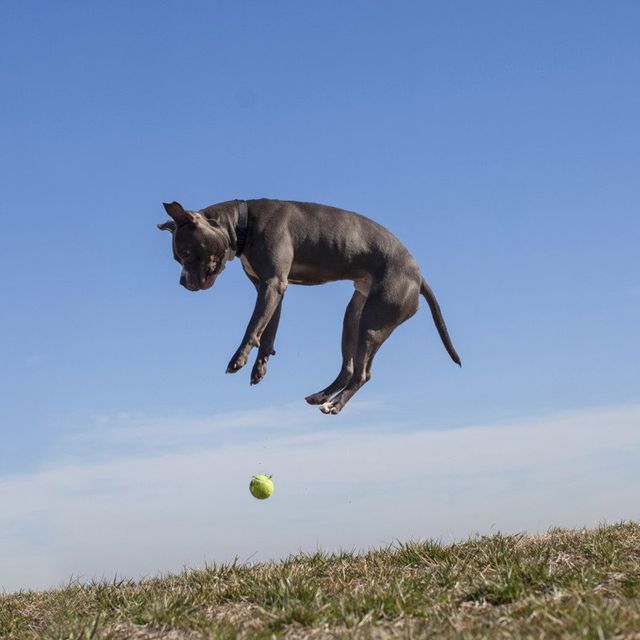 Американець рятує безпритульних собак зворушливими фото - фото 180791