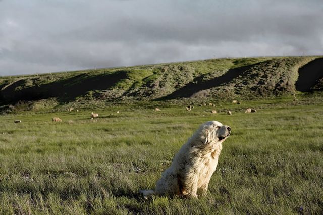 Милі фото стареньких собак, які вас зворушать - фото 182447