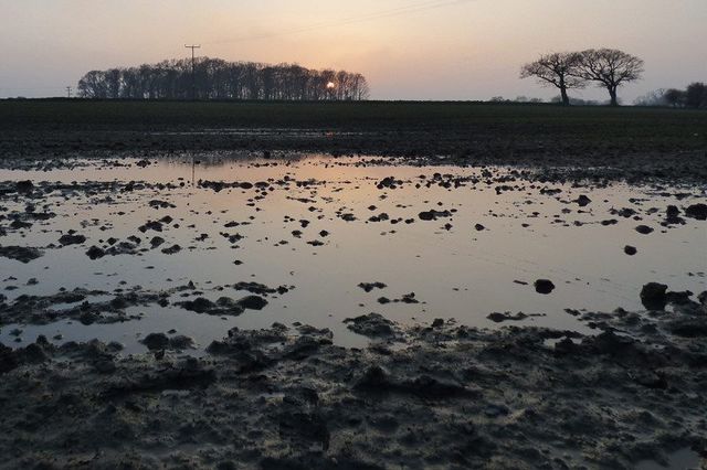 Ставок із насінням - фото 181827