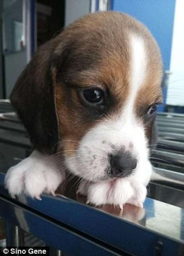 Перше у світі генно-модифіковане цуценя: милі фото - фото 179728