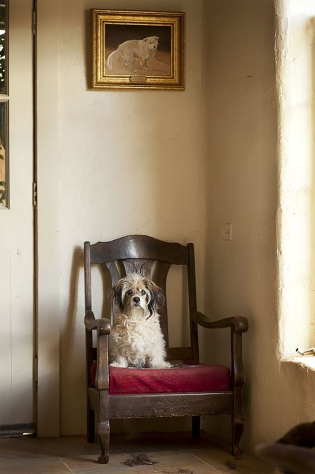 Милі фото стареньких собак, які вас зворушать - фото 182456