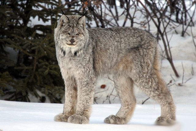 9 рідкісних видів диких котів, про які ви могли не знати - фото 179234