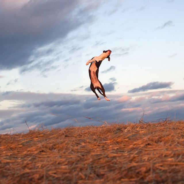 Американець рятує безпритульних собак зворушливими фото - фото 180779