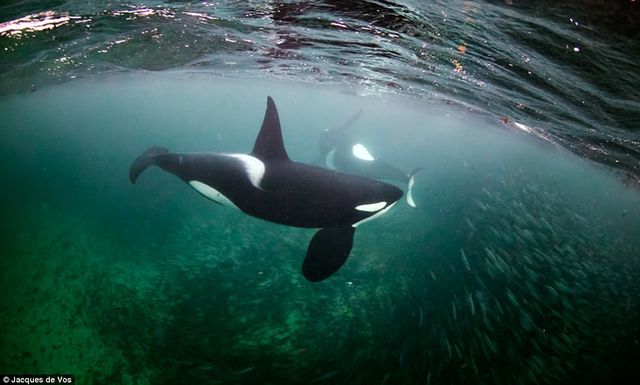 Сміливець показав зблизька небезпечних китів: приголомшливі фото - фото 182355