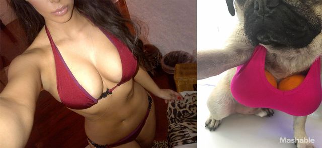 Мопс відтворив сексуальні селфі Кім Кардашян: кумедні фото - фото 180363