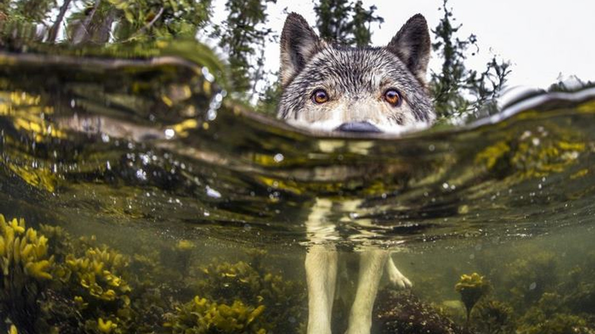Як виглядають рідкісні океанські вовки: вражаючі фото - фото 1