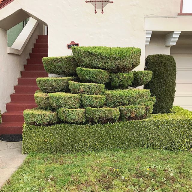 Незвичайні дерева у Сан-Франциско: казкові фото - фото 182277