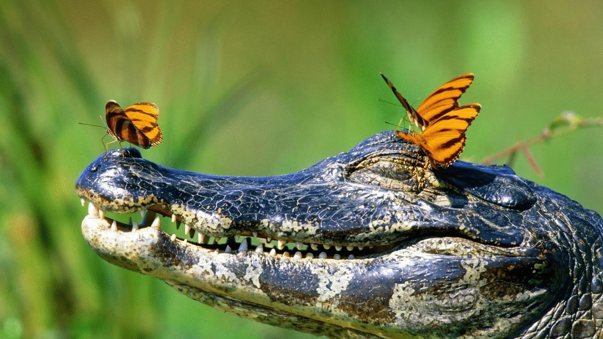 У Мексиці мер міста одружився з крокодилом: фотофакт - фото 1
