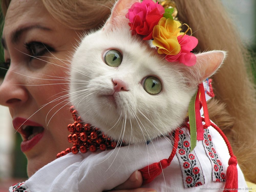 Кіт-патріот став зіркою мережі: миле відео