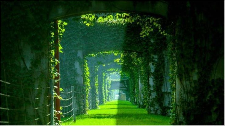 Як виглядає "тунель кохання" у Китаї - фото 1