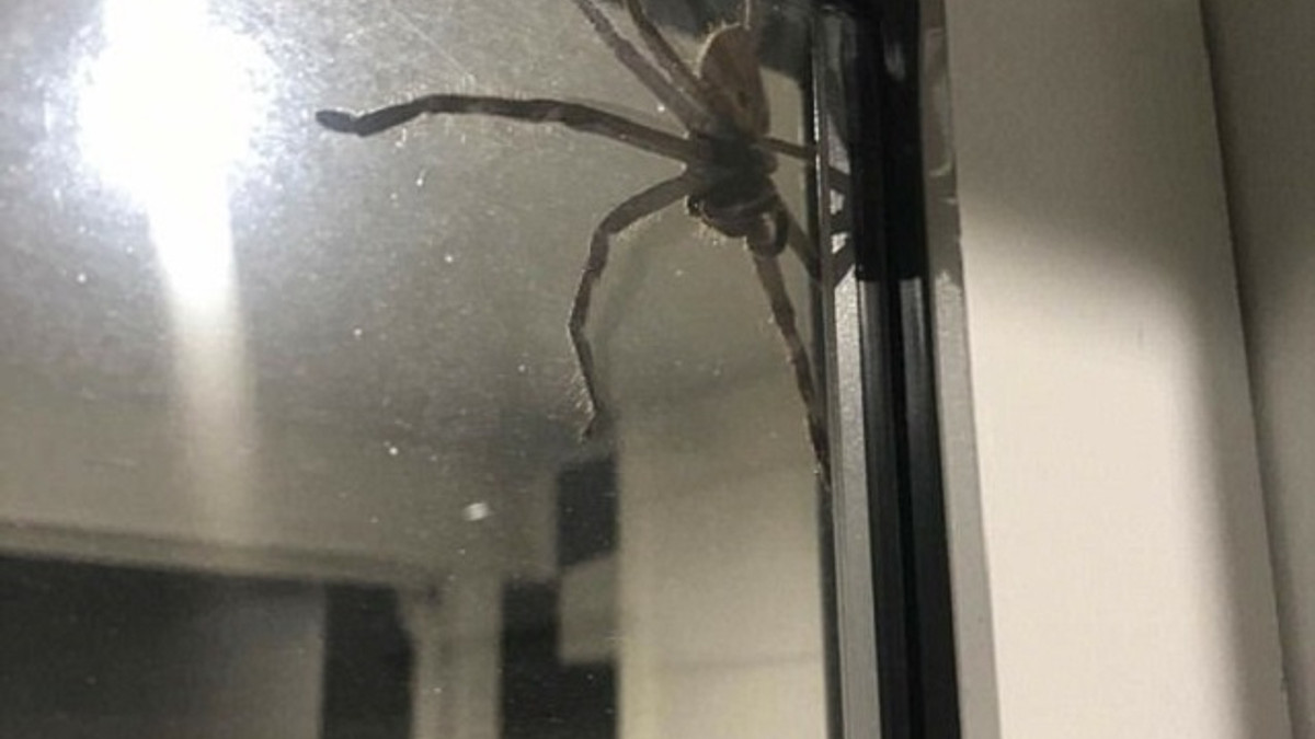 Гігантський павук тероризує австралійську сім'ю: фотофакт - фото 1