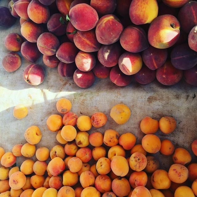 Названо несподівану властивість абрикосів - фото 183316