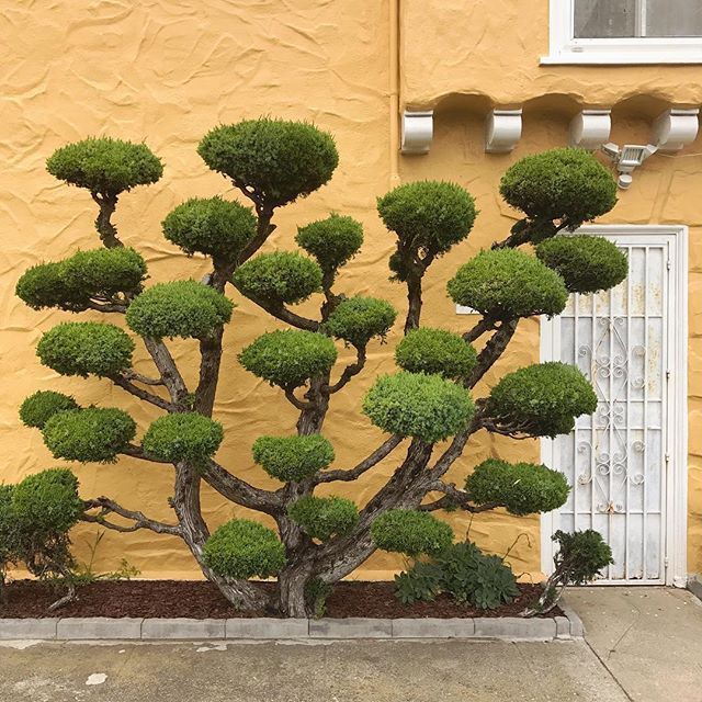 Незвичайні дерева у Сан-Франциско: казкові фото - фото 182282