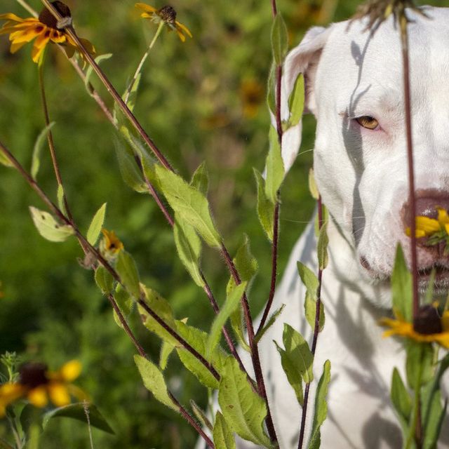 Американець рятує безпритульних собак зворушливими фото - фото 180787