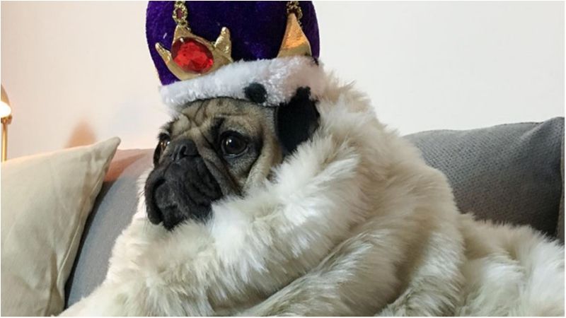 Мопс відтворив сексуальні селфі Кім Кардашян: кумедні фото