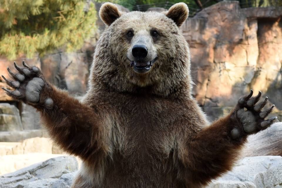Бігун утік від ведмедів під час марафону