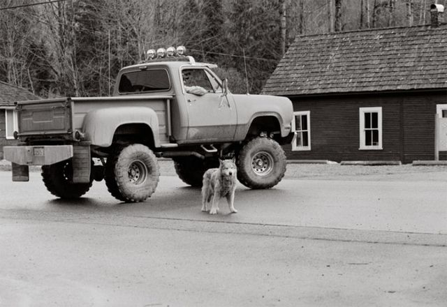 Милі фото стареньких собак, які вас зворушать - фото 182454