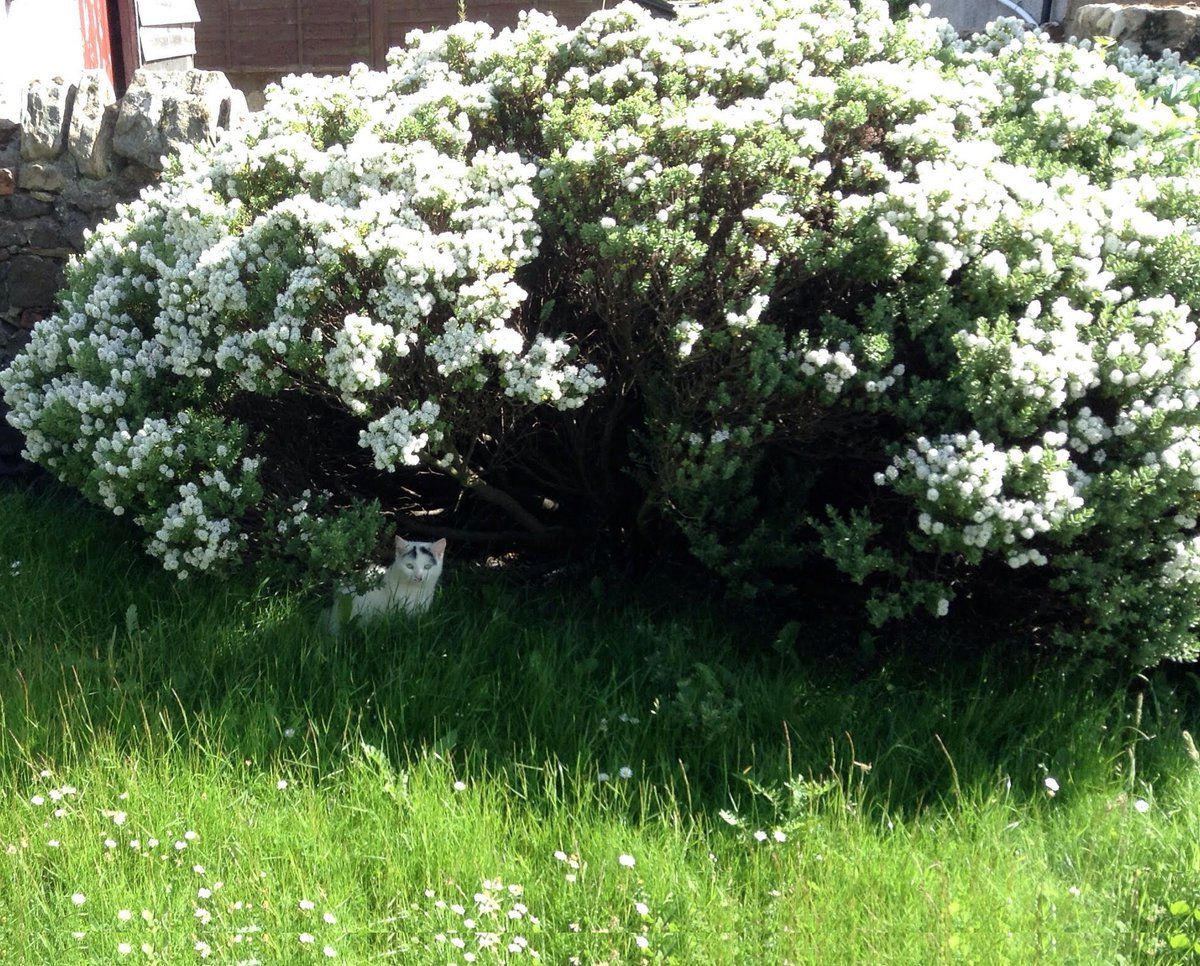 Знайди кота - фото 1