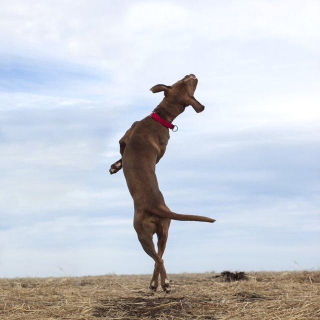 Американець рятує безпритульних собак зворушливими фото - фото 180792