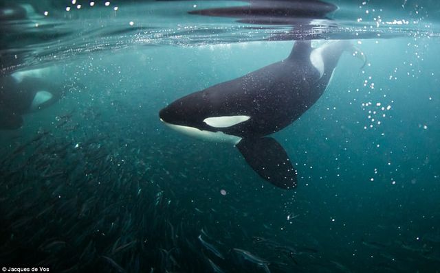 Сміливець показав зблизька небезпечних китів: приголомшливі фото - фото 182359