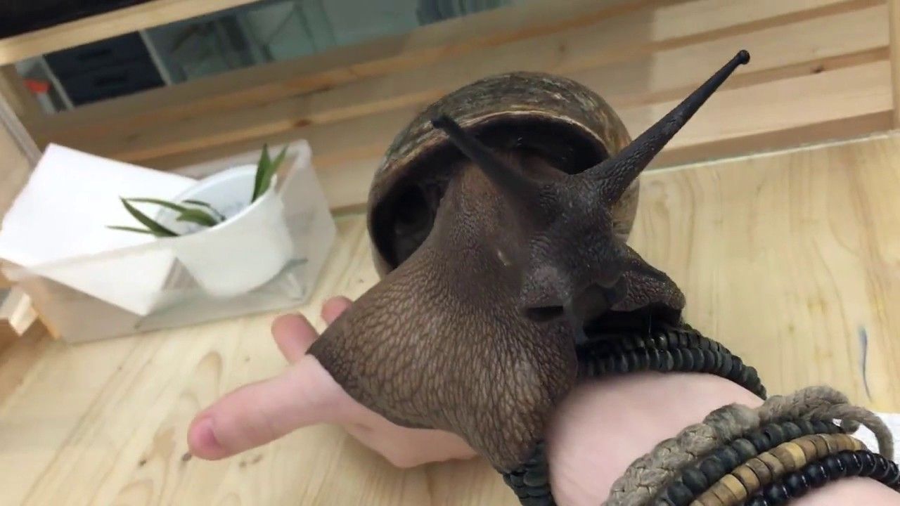 Знімок незвичайної істоти вразив мережу