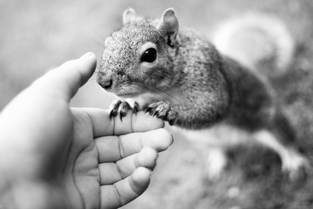 Білочка - фото 1