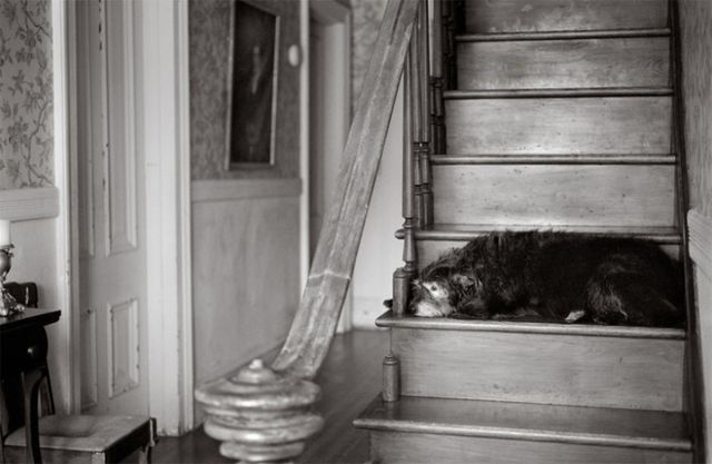 Милі фото стареньких собак, які вас зворушать - фото 182457