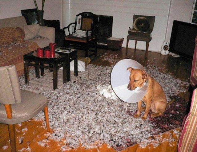 Собаки, яких упіймали "на гарячому": кумедні фото - фото 184431