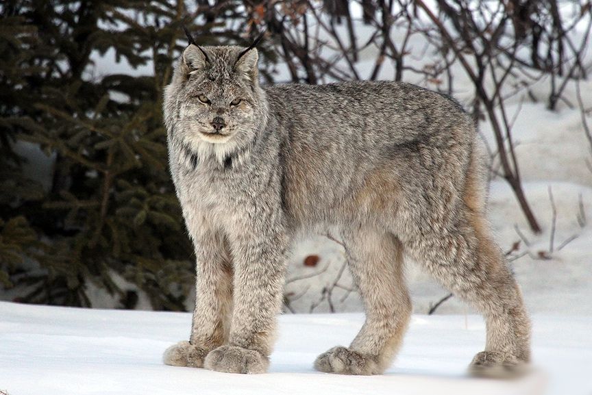Рись - фото 1