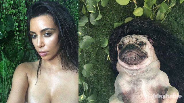 Мопс відтворив сексуальні селфі Кім Кардашян: кумедні фото - фото 180367