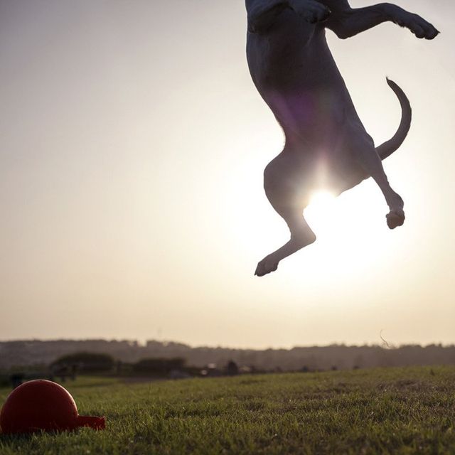 Американець рятує безпритульних собак зворушливими фото - фото 180789