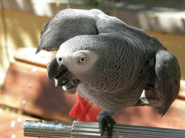 Папуга викрив жінку-вбивцю, повторивши слова її чоловіка - фото 182906