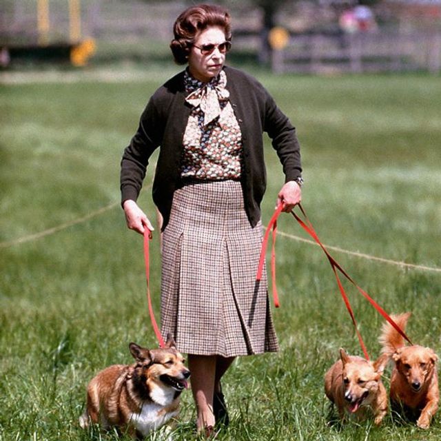 Як Єлизавета ІІ заробляє на своїх собаках - фото 183306