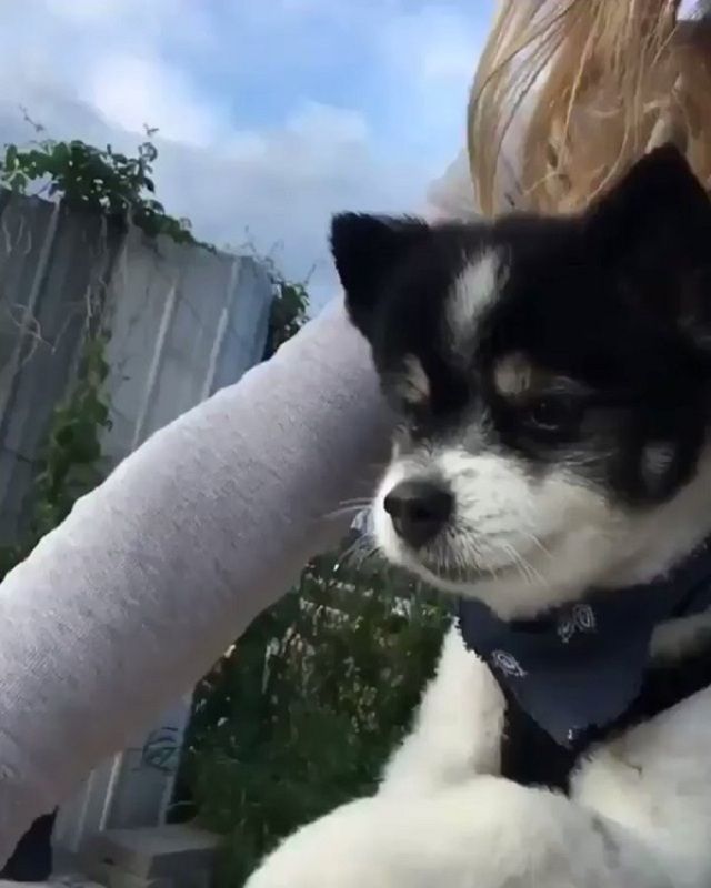 Цуценя-велосипедист підкорило мережу: миле відео