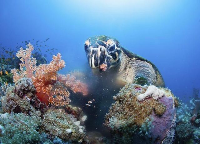 Вражаючі світлини фотоконкурсу журналу National Geographic - фото 180102