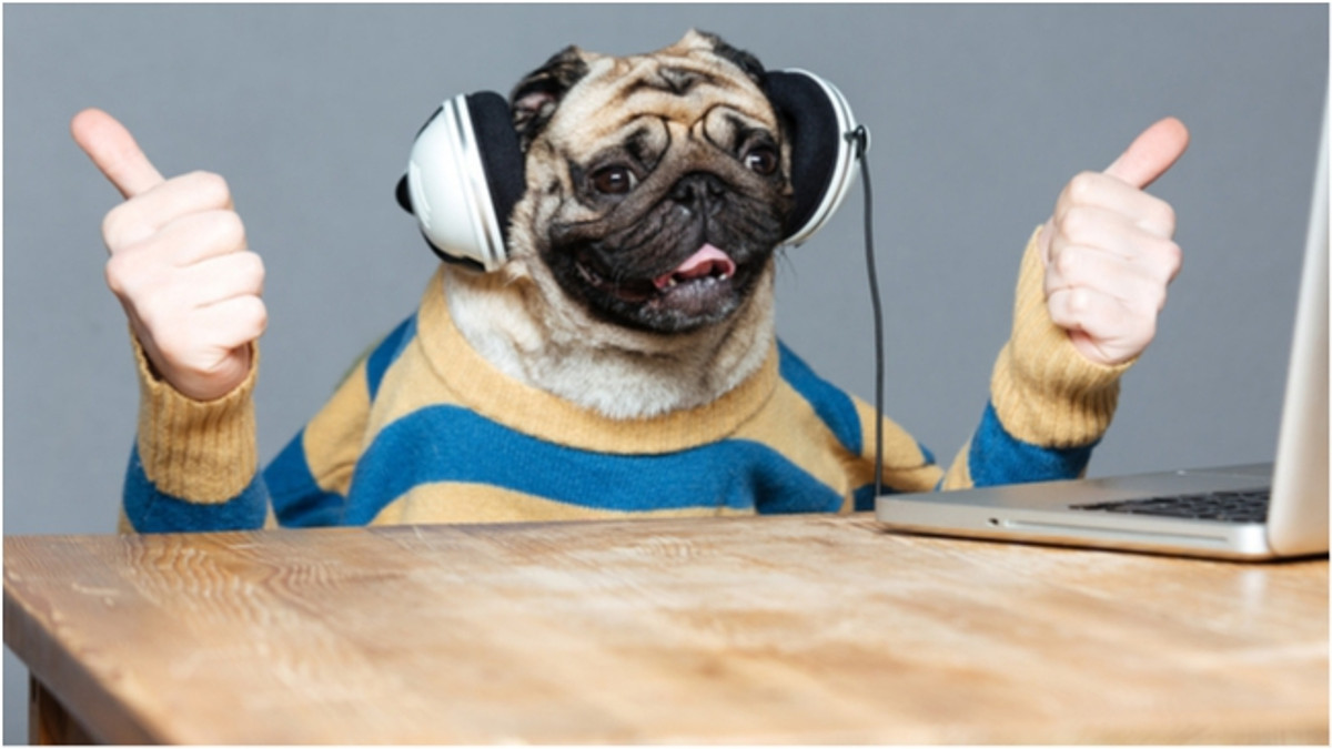 Радіо для собак - фото 1