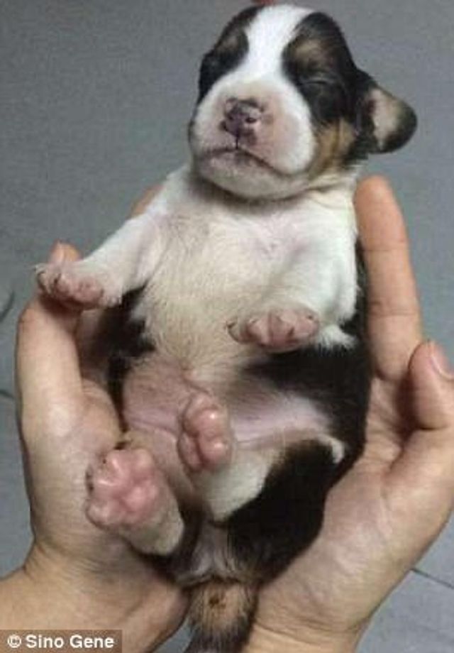 Перше у світі генно-модифіковане цуценя: милі фото - фото 179726
