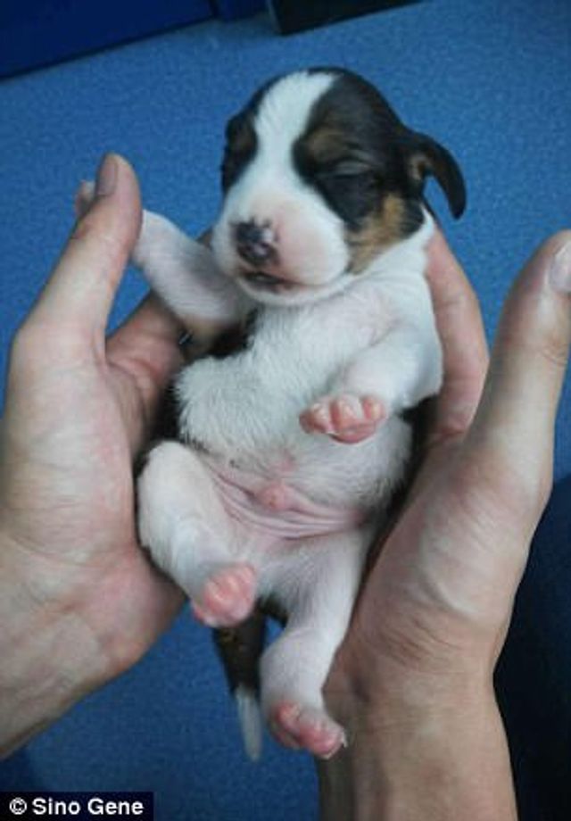 Перше у світі генно-модифіковане цуценя: милі фото - фото 179729