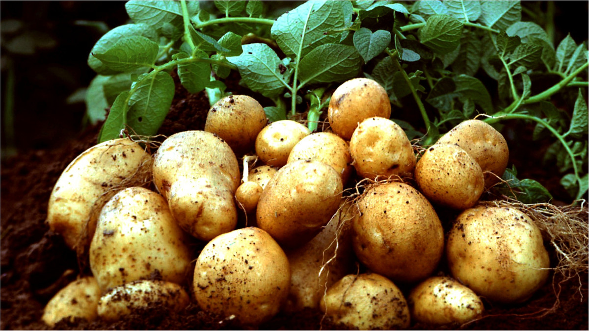 Old Mashed Potatoes - фото 1
