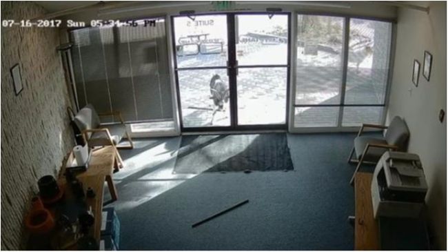 Агресивний козел розтрощив офіс у США: курйозне відео