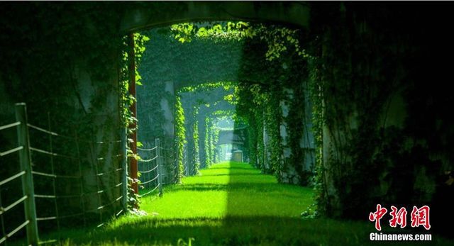 Як виглядає "тунель кохання" у Китаї - фото 181483