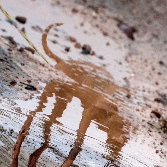 Американець рятує безпритульних собак зворушливими фото - фото 180785