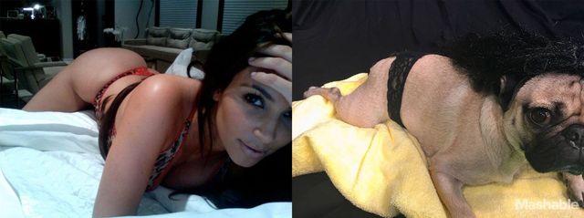 Мопс відтворив сексуальні селфі Кім Кардашян: кумедні фото - фото 180365