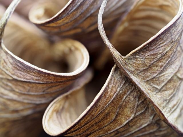 Найкращі макрофотографії року, які вас вразять - фото 185311