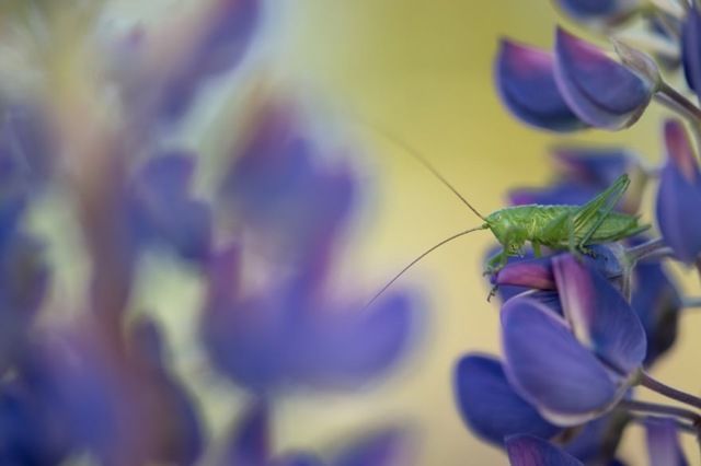Найкращі макрофотографії року, які вас вразять - фото 185316