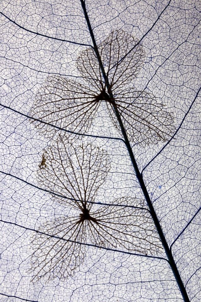 Найкращі макрофотографії року, які вас вразять