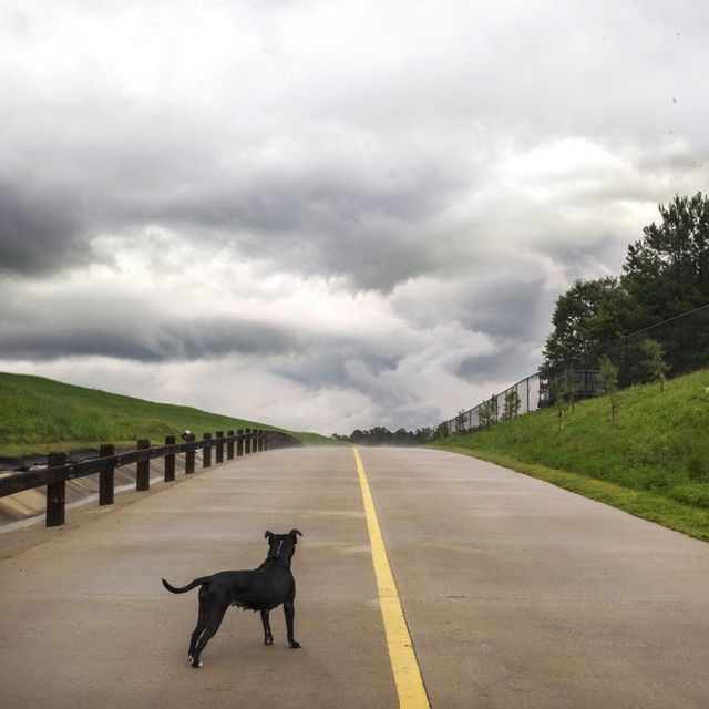 Американець рятує безпритульних собак зворушливими фото - фото 180794