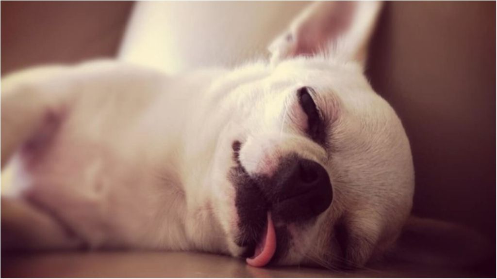 Ось чому треба спати на лівому боці